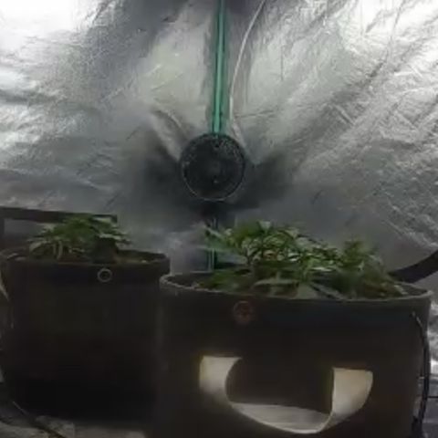 White Widow #2 growlog timeline photo
