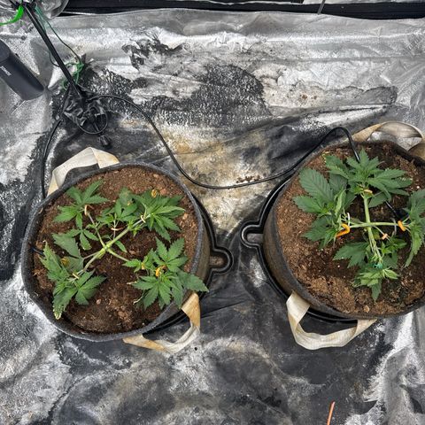 White Widow #2 growlog photo: Further adjusted LST