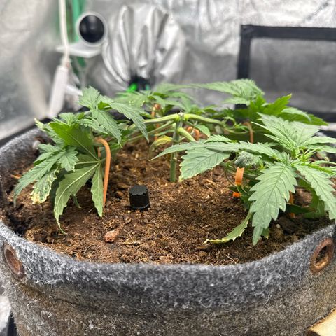 White Widow #1 growlog timeline photo
