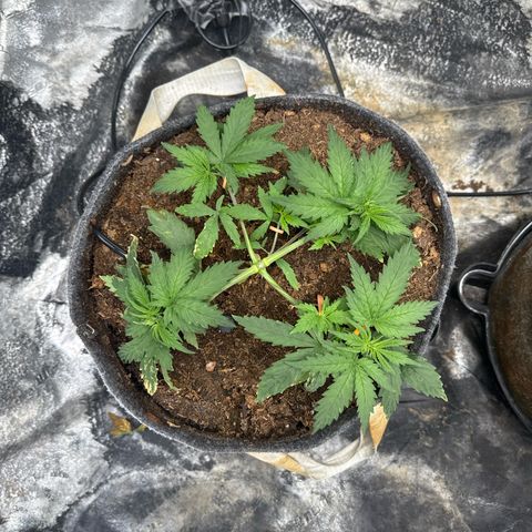 White Widow #1 growlog timeline photo