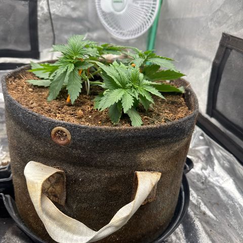 White Widow #2 growlog timeline photo