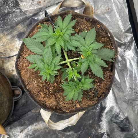 White Widow #2 growlog timeline photo