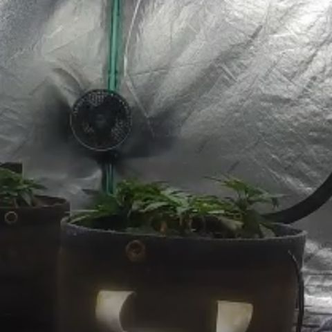 White Widow #2 growlog timeline photo