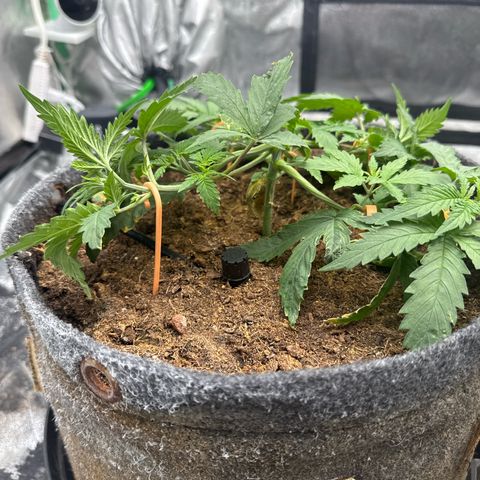 White Widow #1 growlog timeline photo