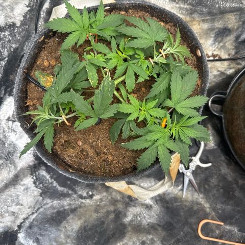 White Widow #1 growlog timeline photo