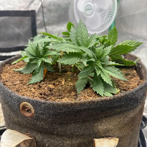 White Widow #2 growlog timeline photo