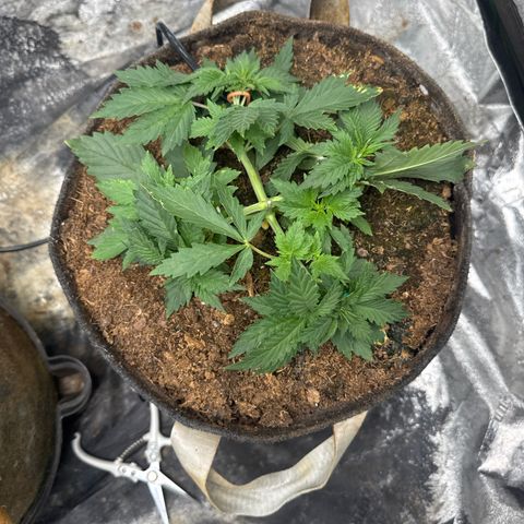 White Widow #2 growlog timeline photo