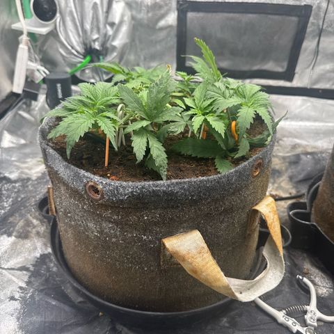 White Widow #1 growlog timeline photo
