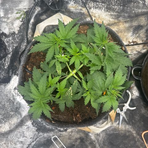 White Widow #1 growlog timeline photo