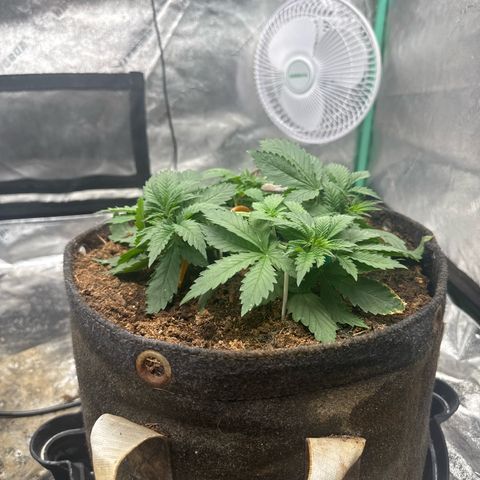White Widow #2 growlog timeline photo