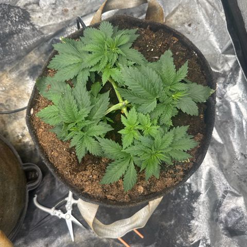 White Widow #2 growlog timeline photo