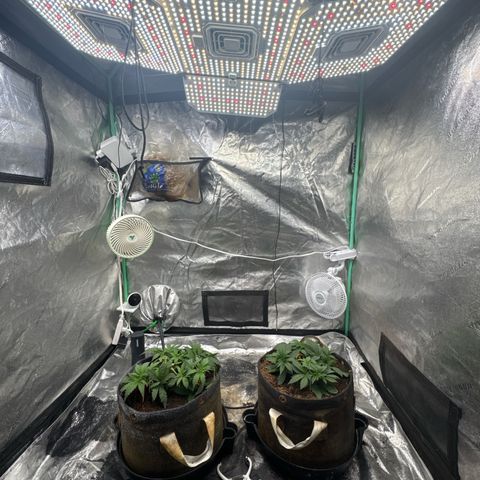 White Widow #2 growlog timeline photo