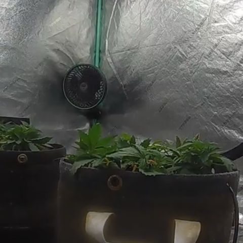 White Widow #2 growlog timeline photo