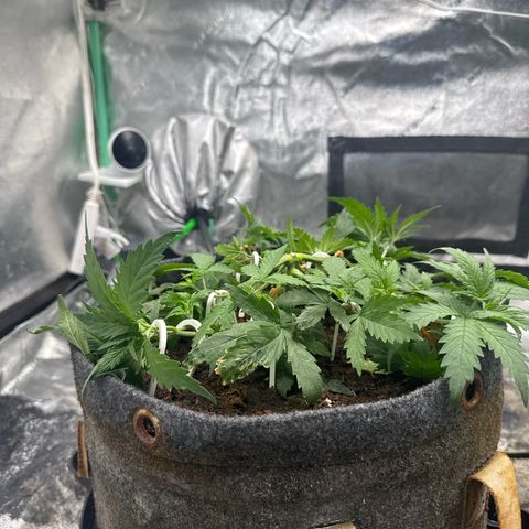 White Widow #1 growlog timeline photo