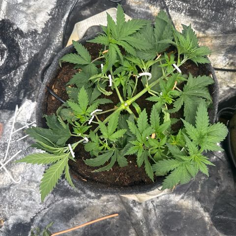 White Widow #1 growlog timeline photo