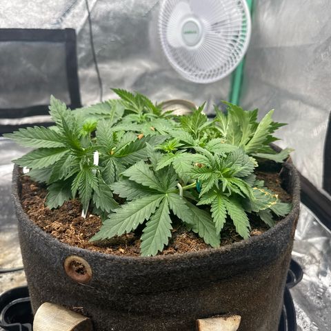 White Widow #2 growlog timeline photo