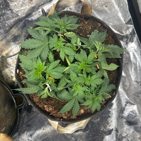 White Widow #2 growlog timeline photo
