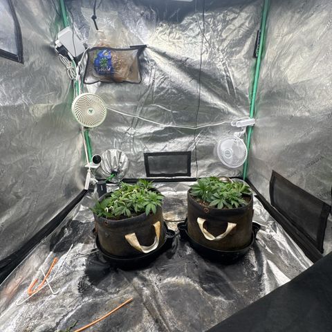 White Widow #2 growlog timeline photo