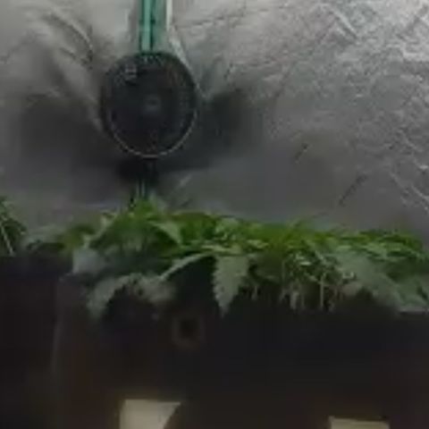 White Widow #2 growlog timeline photo