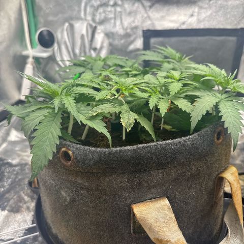 White Widow #1 growlog timeline photo
