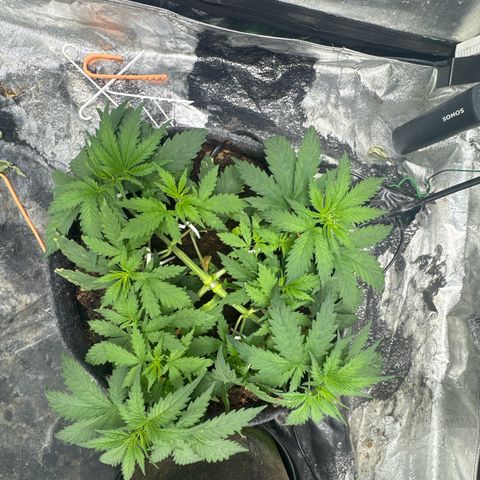White Widow #1 growlog timeline photo