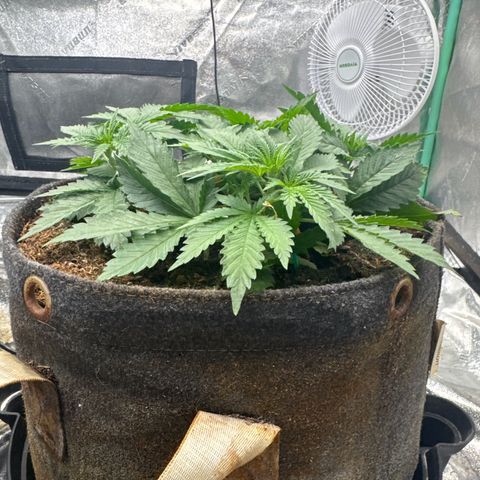 White Widow #2 growlog timeline photo