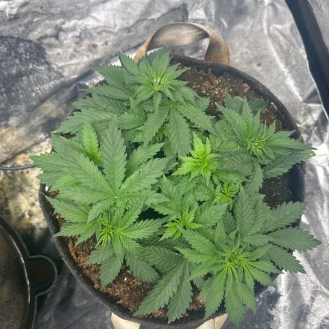 White Widow #2 growlog timeline photo
