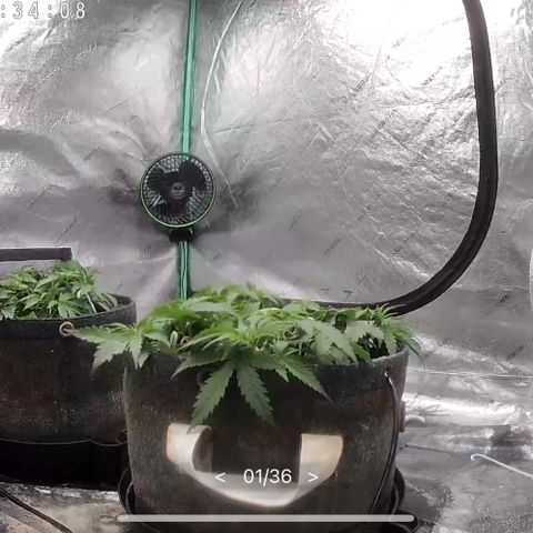 White Widow #2 growlog timeline photo