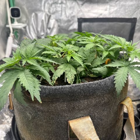 White Widow #1 growlog timeline photo