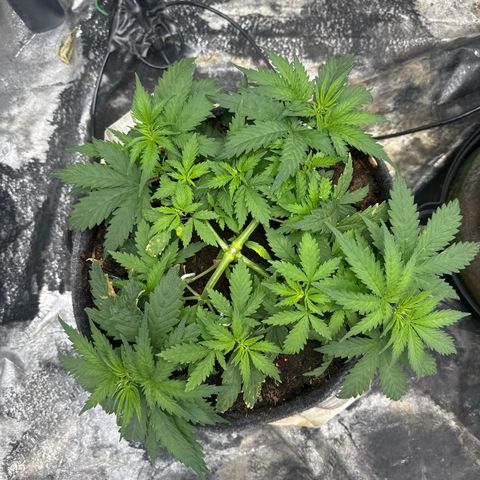 White Widow #1 growlog timeline photo