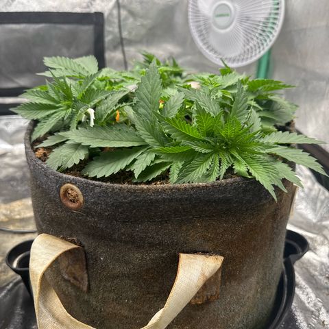 White Widow #2 growlog timeline photo