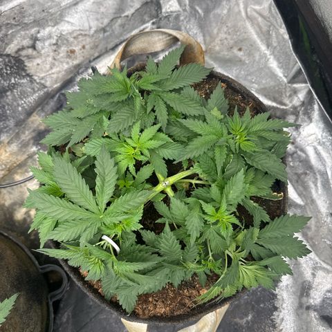 White Widow #2 growlog timeline photo