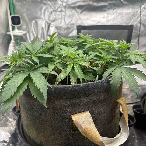 White Widow #1 growlog timeline photo