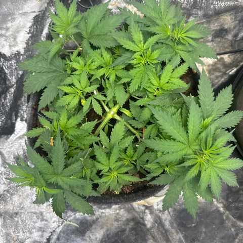White Widow #1 growlog timeline photo