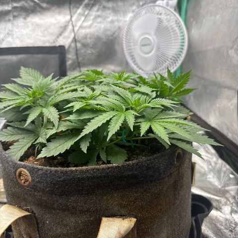 White Widow #2 growlog timeline photo