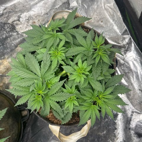 White Widow #2 growlog timeline photo