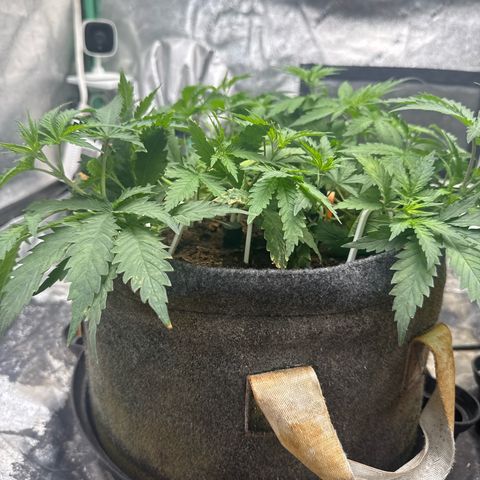 White Widow #1 growlog timeline photo