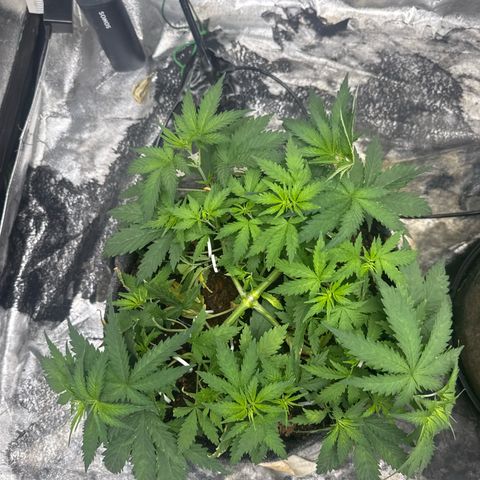 White Widow #1 growlog timeline photo