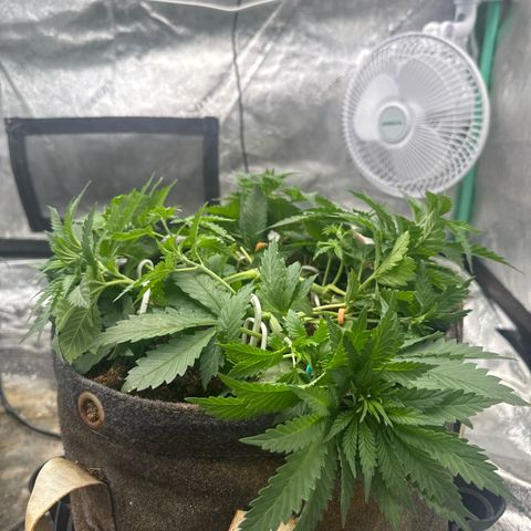 White Widow #2 growlog timeline photo