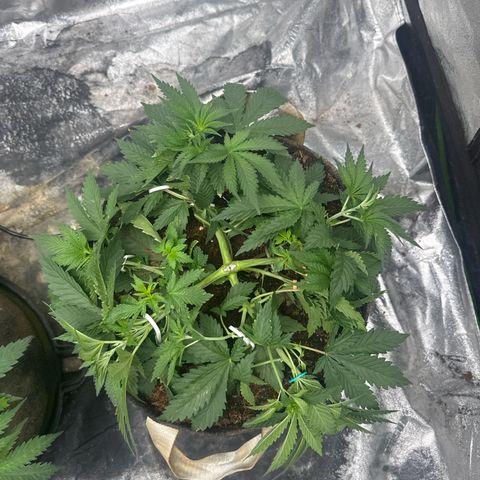 White Widow #2 growlog timeline photo