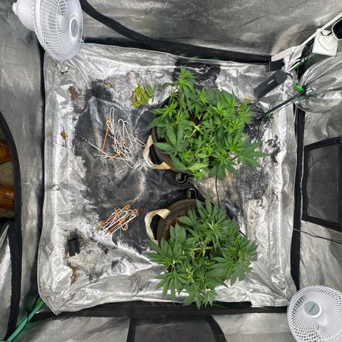 White Widow #2 growlog timeline photo