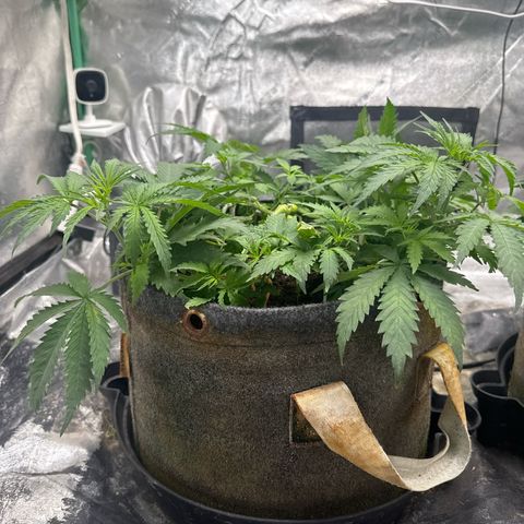White Widow #1 growlog timeline photo