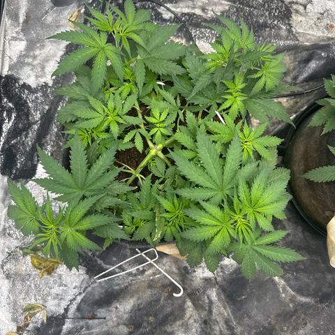 White Widow #1 growlog timeline photo