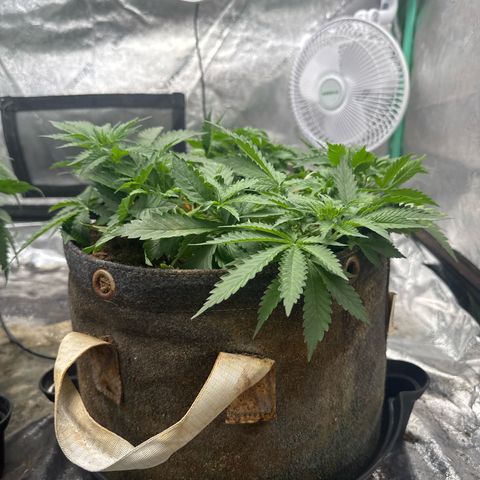 White Widow #2 growlog timeline photo