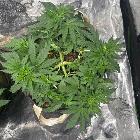 White Widow #2 growlog timeline photo