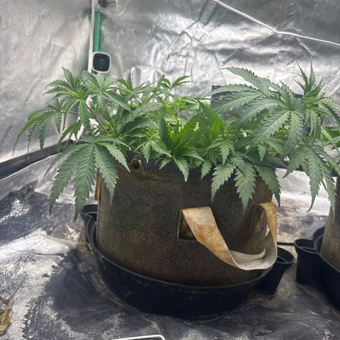 White Widow #1 growlog timeline photo