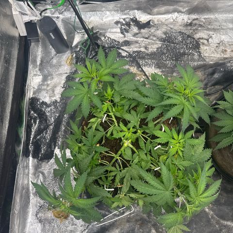 White Widow #1 growlog timeline photo