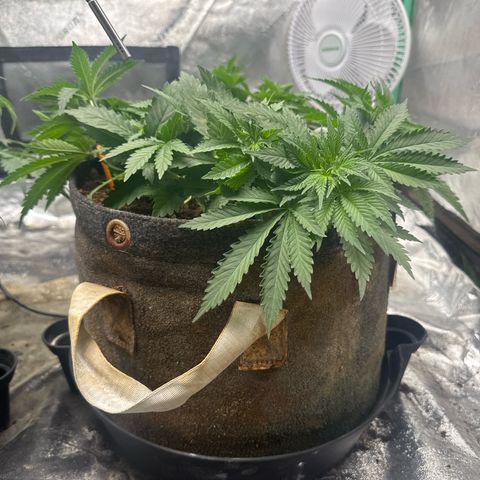 White Widow #2 growlog timeline photo