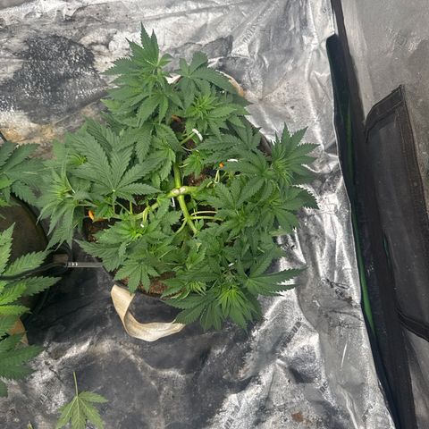 White Widow #2 growlog timeline photo