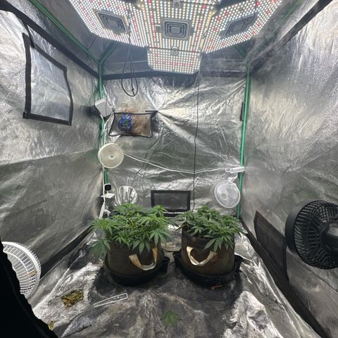 White Widow #2 growlog timeline photo